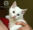 Dovanojamas 2 mėn. baltas kačiukas