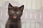 Dovanojamas 2 mėn. juodas kačiukas