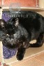 Dovanojamas juodas, draugiškas, kastruotas katinas