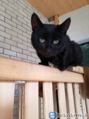 Dovanojamas žaliaakis juoduliukas - katinas Smogis