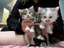 Dovanojame 1 mėnesio pūkuotus kačiukus