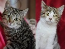 Dovanojami 4 mėn. gražuoliai kačiukai