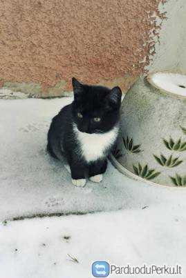 DOVANOJU - juodai balta katytė