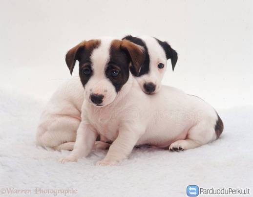 Džeko Raselo terjerai (Jack Russell terrier)