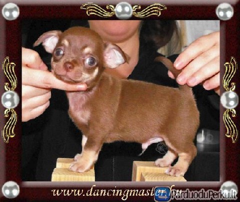 For sale chihuahua puppies