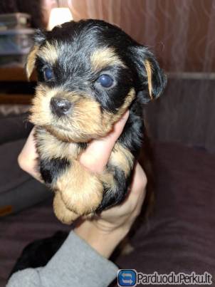 Grynakraujai Jorkšyro terjerų šuniukai.