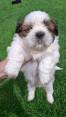 Grynakraujai Shih Tzu šuniukai