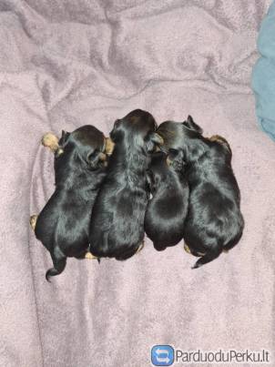 Grynaveisliai Jorkšyro Terjero šuniukai