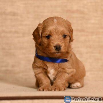 Havanese Bichonas patinas galimas veisimui