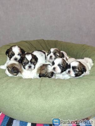 Idealūs grynaveisliai Ši Cu veislės šuniukai