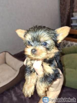 Чистокровные щенки Йоркширского Терьера.