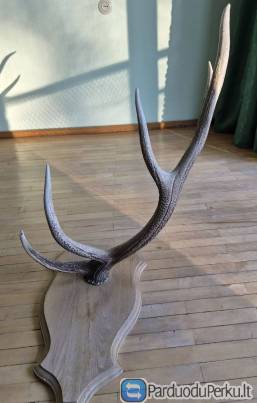 Interjero akcentas ragai 91 cm, 5 atšakos