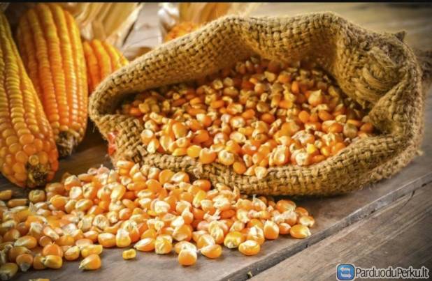 Kukurūzus siūlome eksportuoti