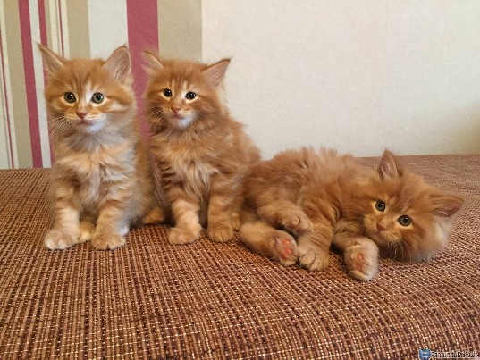 Kurilian Bobtail Kittens