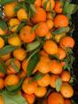 Mandarinai su lapeliais urmu iš Ispanijos