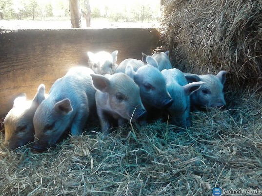 Mangalica parseliai