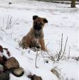 Miela kalytė ieško namų