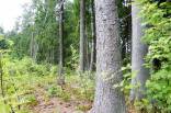 miškas 1 ha Kalvelių k., Marijampolio sen., Vilniaus raj.