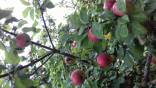 Obuoliai iš ūkininko sodo