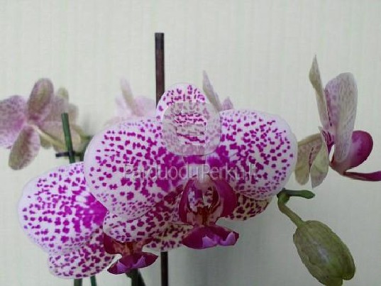 Orchidėjos