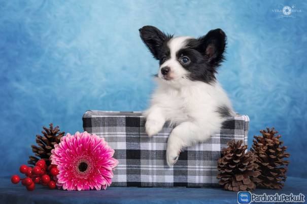 Papillon pupies for sale
