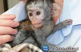 Parduodama kapucinų beždžionė