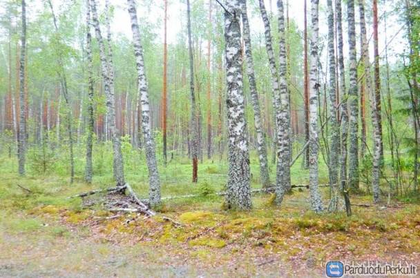 Parduodamas 3,1100 ha miškas Bajorų kaime, Švenčionių raj