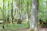 Parduodamas 73 arų žemės sklypas (miškas) Aliniškių k.