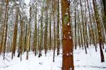 Parduodamas 90 arų žemės sklypas Glitiškių k