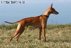 Parduodamas "Cirneco dell Etna" veisles suo..