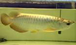 Parduodamos Arowana žuvys.
