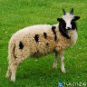 Parduodamos Jakobo (Jokūbo) veislės avys