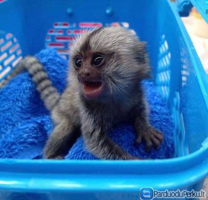 Parduodamos mielos, gerai dresuotos beždžionės marmozetės