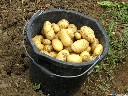 Parduodu lietuviškas ekologiškas bulves