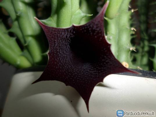 Parduodu sukulentą Huernia keniensis