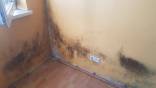 Pelėsių naikinimas ant sienų , lubų , langų šonkraščių . Sienų apšildymas iš vidaus , pilnas sutvark