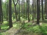 Perka brandų mišką Lietuvoje
