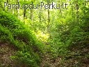 Perku statų mišką visoje Lietuvoje