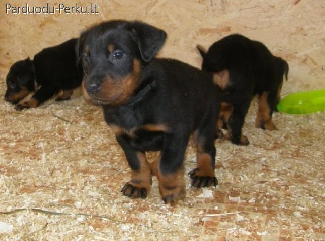 Prancūzų aviganiai BEAUCERON šuniukai