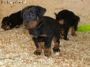 Prancūzų aviganiai BEAUCERON šuniukai