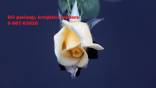 Profesionali pagalba studentams +37060763626