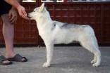 DANUBEWINDS - Sibiro haskių veislynas, parduodami šuniukai iš "Spa