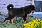 Tibeto  mastifo šuniukai