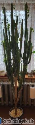 Tribriaunė karpažolė (Euphorbia trigona)