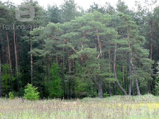 UAB „Agroland“ - perkame mišką visoje Lietuvoje