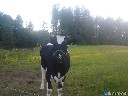 Veršinga karvė ir 2 telyčios