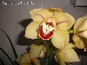 Žydinti orchidėja Cymbidium